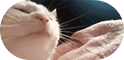 cat dancing